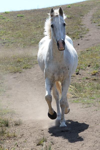 The beautiful and regal Gigi, who started the Foundation. (Square Peg Foundation/Robyn Peters Photography )